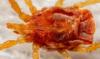 Charletonia sp.